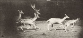 Plate 689 Fallow deer, buck and group of does, galloping — figure reference